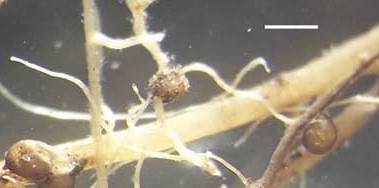 Descubren un nuevo nematodo en Pampa de Achala (Córdoba)