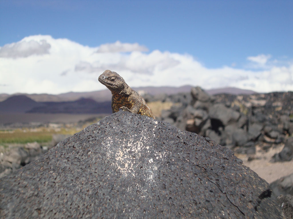 XXI Congreso Argentino de Herpetología