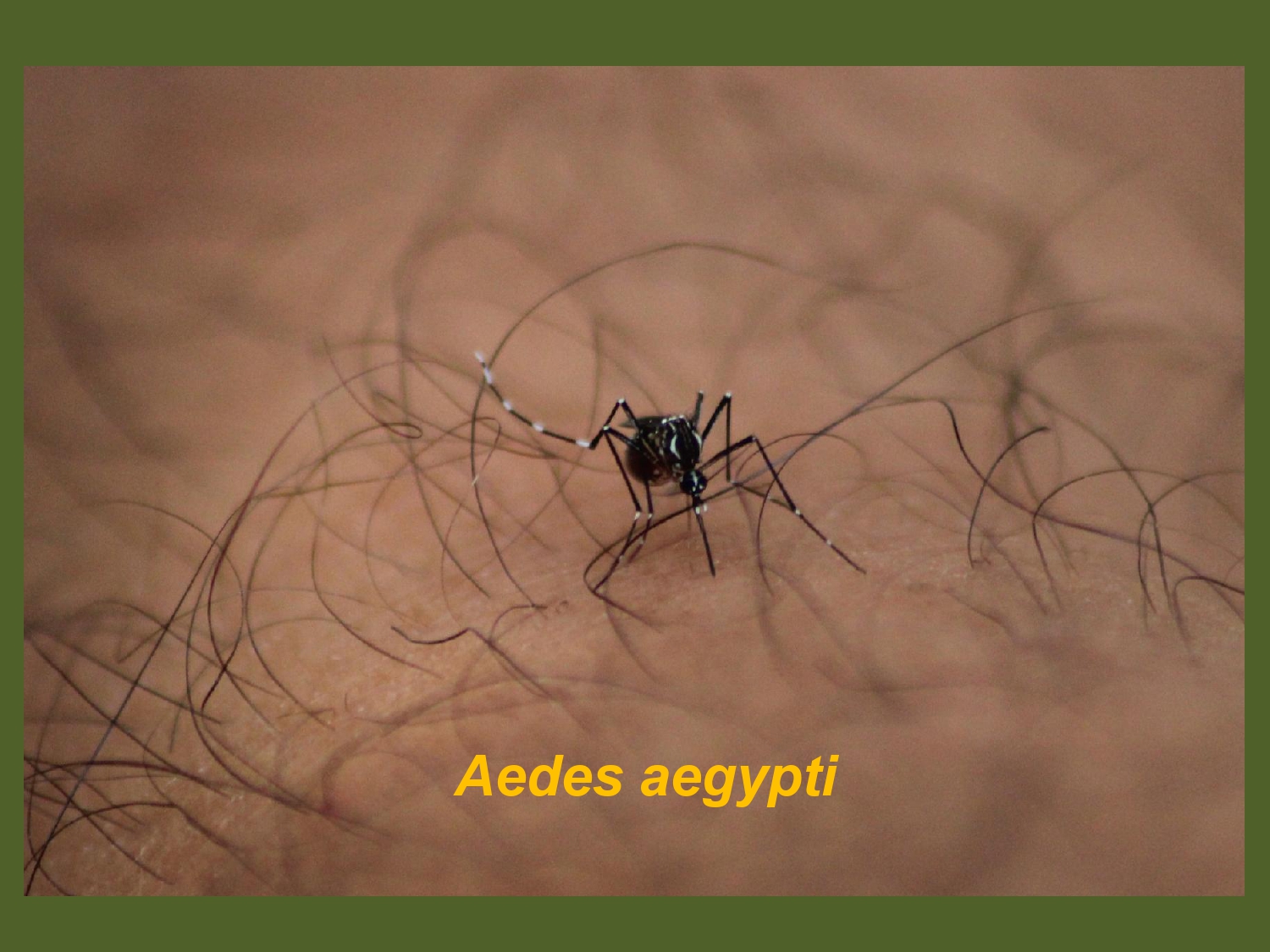 Dengue en la ciudad de Córdoba