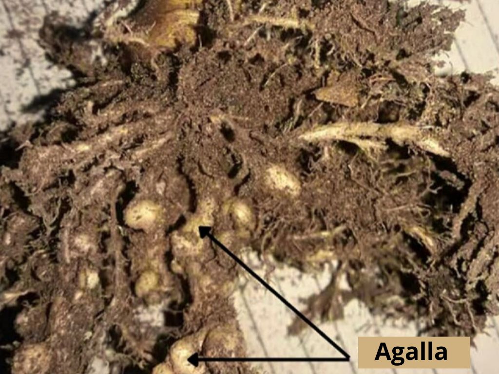 Alteraciones histológicas en suculentas ornamentales producidas por el nematodo parásito (Meloidogyne incognita)
