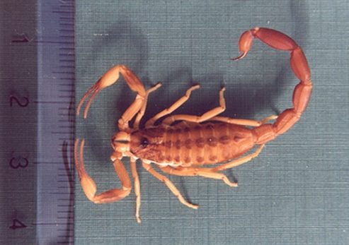 Alacranes en Córdoba: como reconocerlos, medidas de prevención y actuación