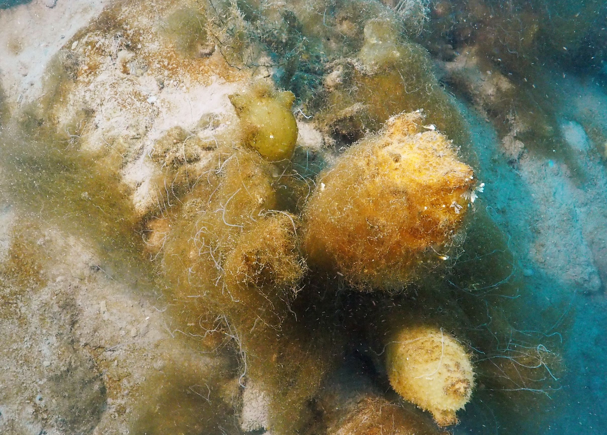 Las ascidias, un grupo de animales marinos, responden negativamente los efectos del cambio climático en la Antártida