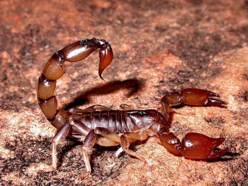 Alacranes en un basural de Mendiolaza