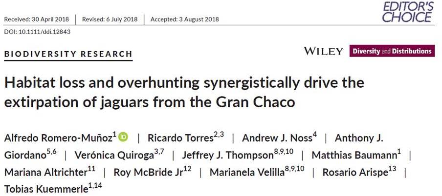 ¿Cómo afecta la pérdida de hábitat y la caza a los jaguares del Gran Chaco?