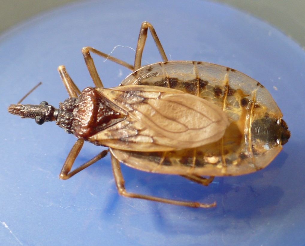 Cambios morfológicos en <em>Triatoma guasayana</em> braquípteros y su relación con el vuelo