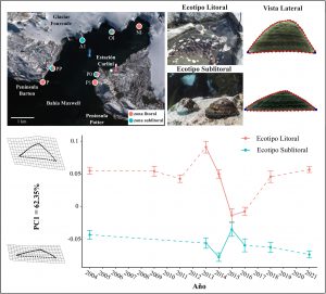 Investigadores del IDEA analizaron la dinámica evolutiva de los ecotipos de la lapa Nacella concinna en Caleta Potter, Antártida.