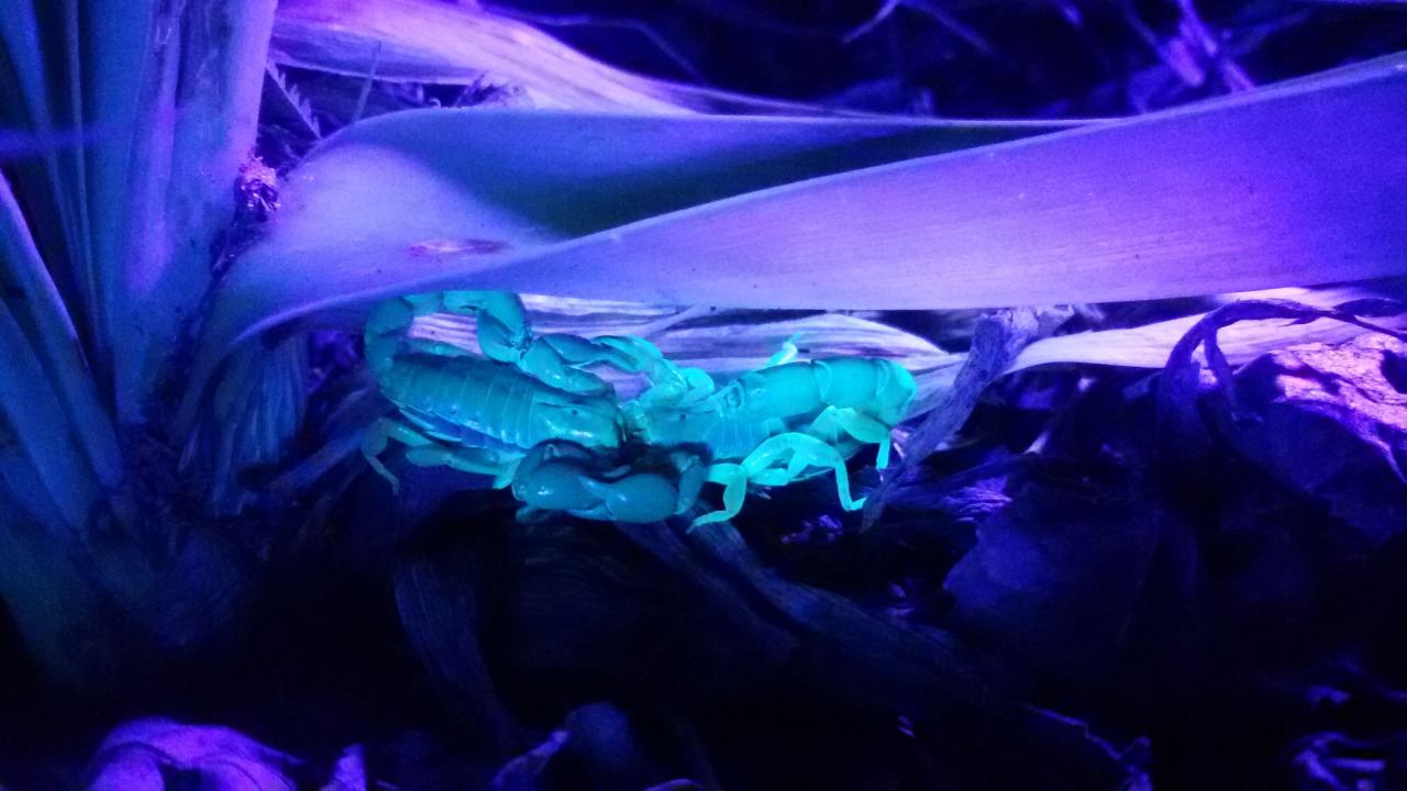 Cortejo y selección sexual en escorpiones de la especie Bothriurus Bonariensis