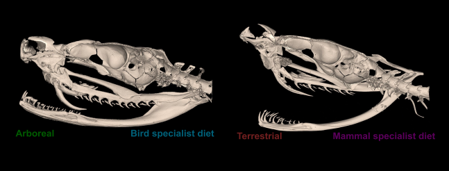 Patrones de variación morfológica y correlatos ecológicos en el cráneo de víboras