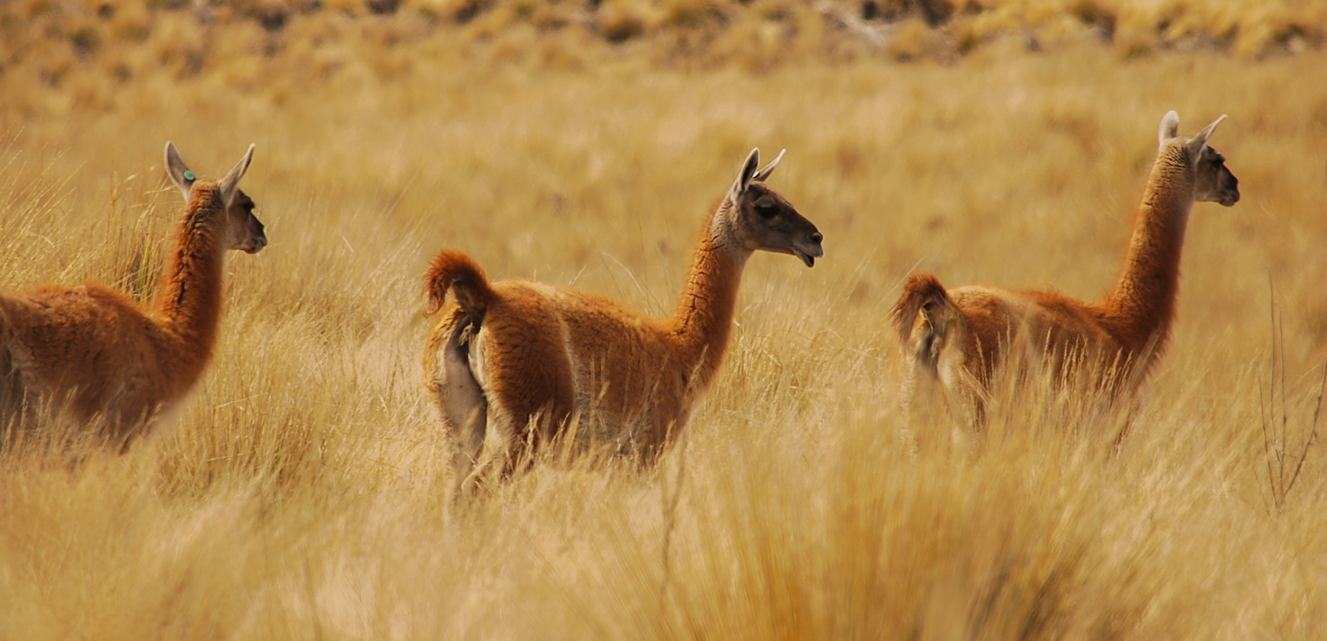 Los guanacos cordobeses con alto riesgo de extinción