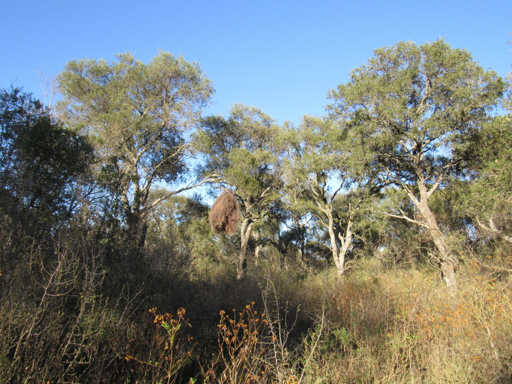 Un reservorio de Biodiversidad en el centro de Córdoba