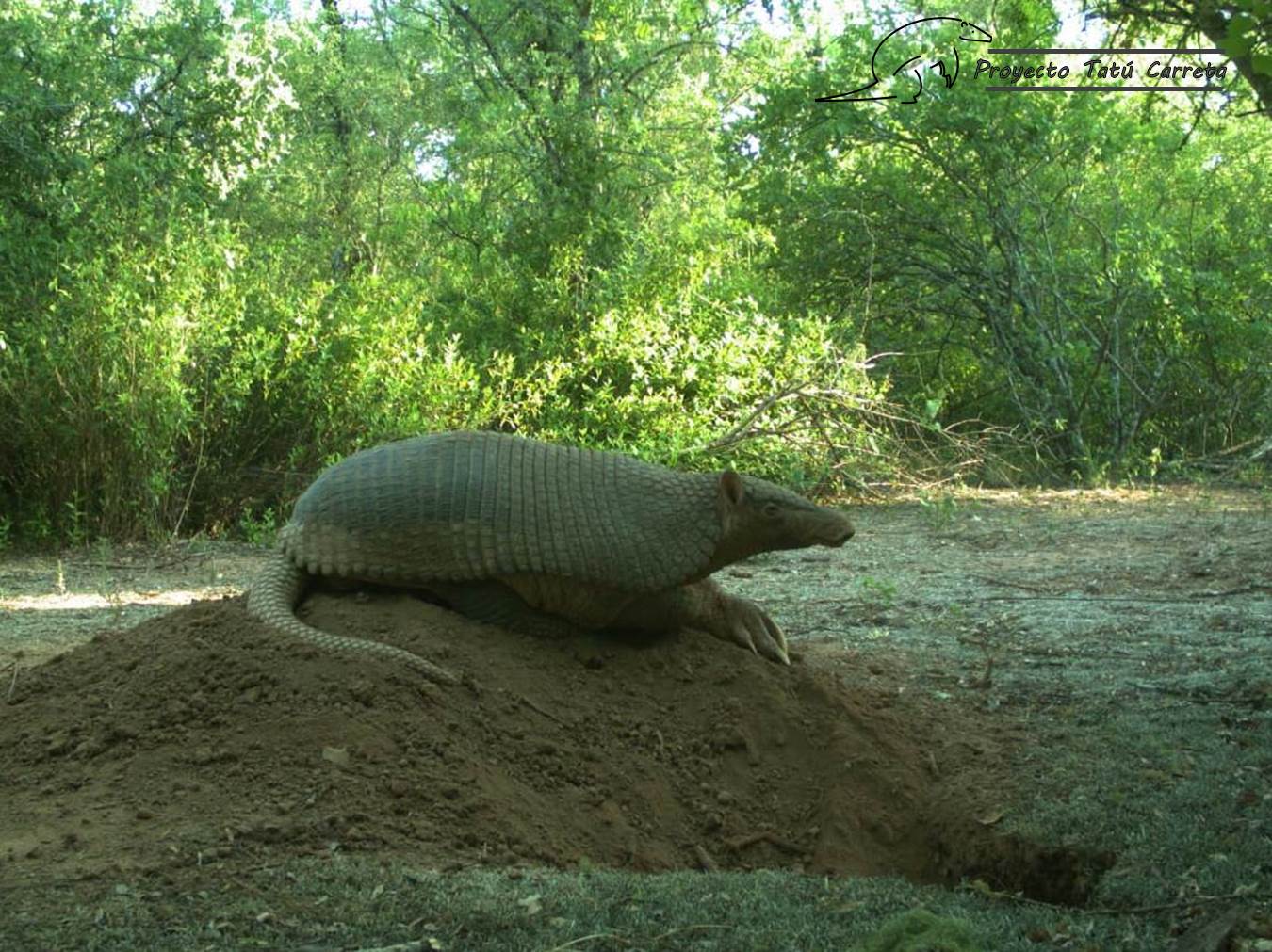 El armadillo más grande del mundo en peligro de extinción en la Argentina