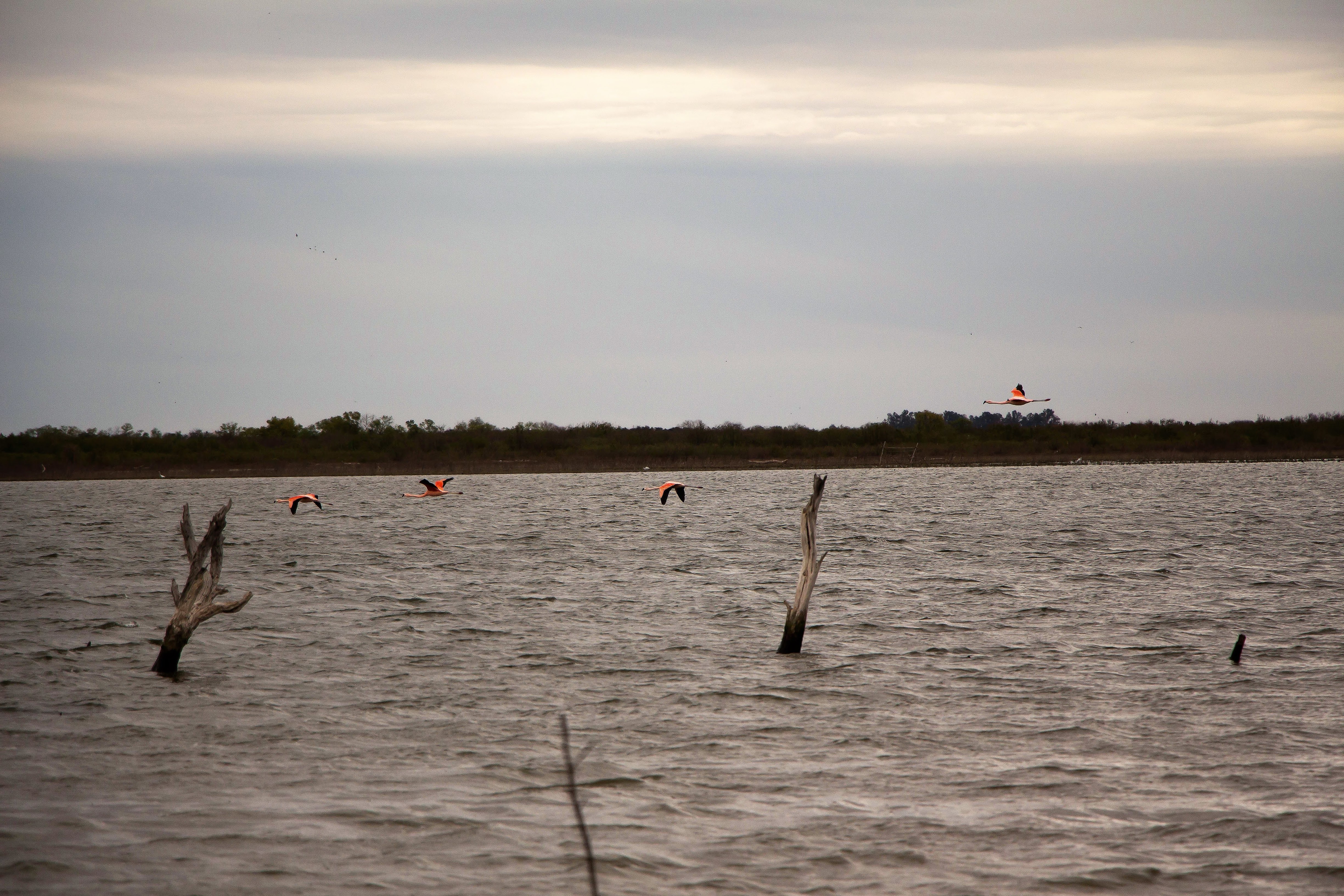 Censo de flamencos en Mar Chiquita