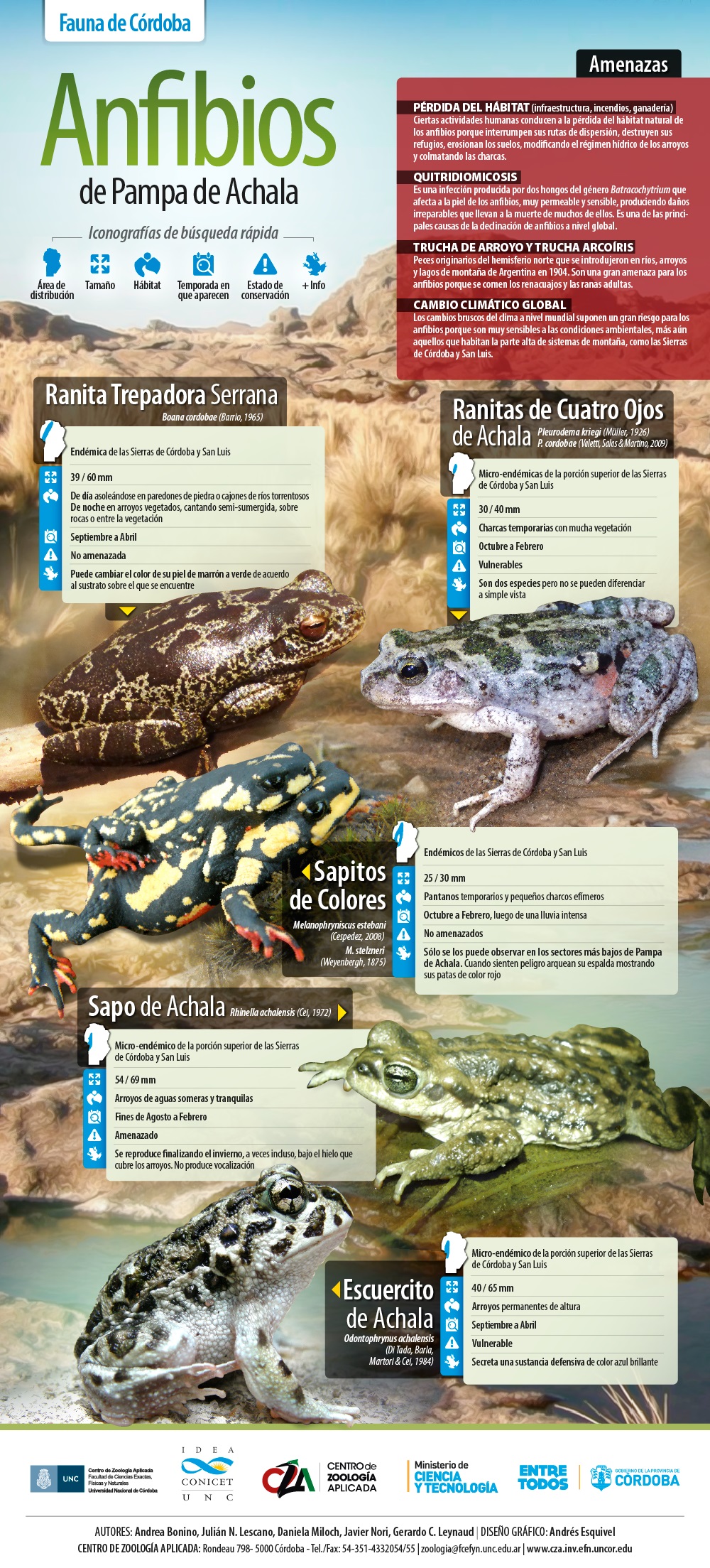 Infografía sobre Anfibios de la Pampa de Achala