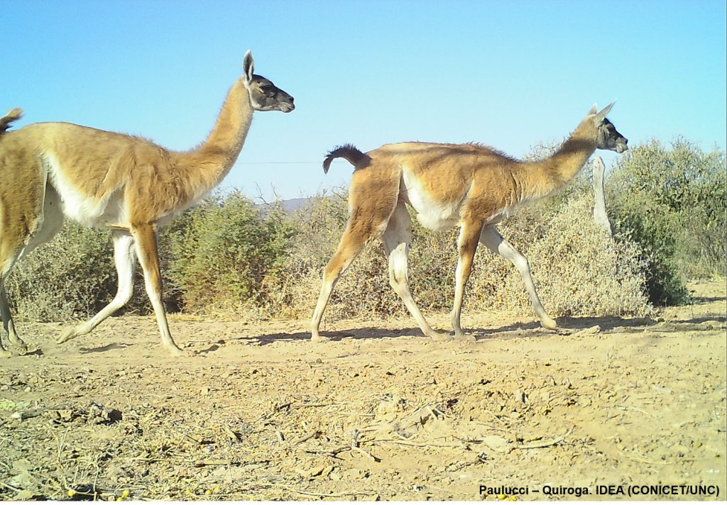 Relevamiento de medianos y grandes mamíferos en el Chaco Árido de Córdoba