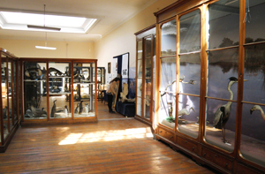 Página web del Museo de Zoología