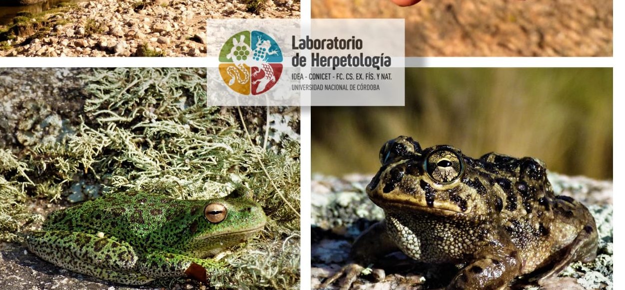 La invasión de Truchas en las Sierras Grandes de Córdoba pone en riesgo a dos especies de anfibios endémicos