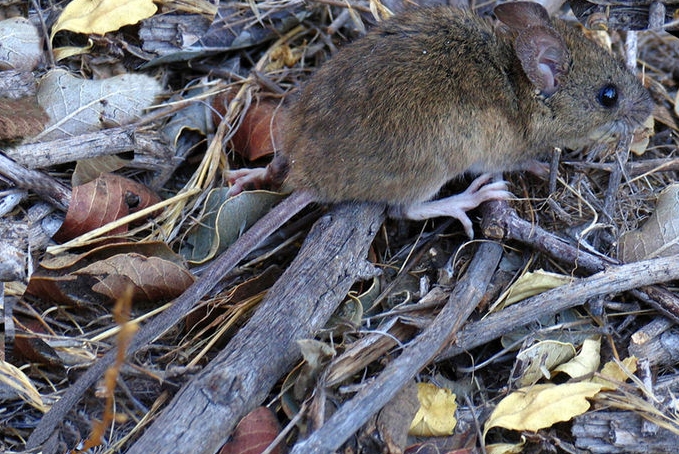 Diferentes especies de roedores son hospedadores de Hantavirus en la naturaleza