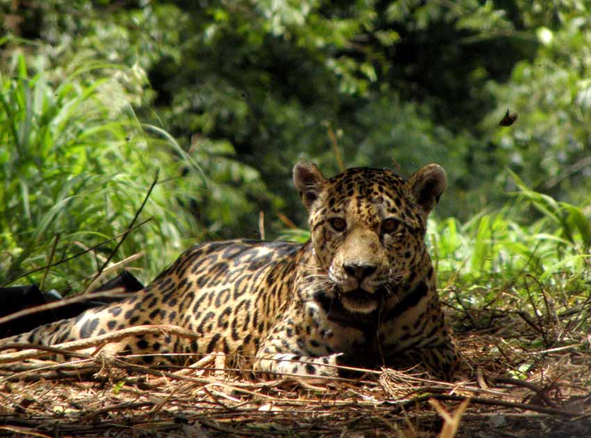 Filmaron por primera vez un Yaguareté en el Parque Nacional El Impenetrable en Chaco