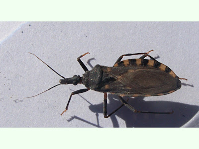 Día mundial de la Enfermedad de Chagas