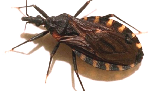 14 de abril – Día Mundial de la Enfermedad de Chagas