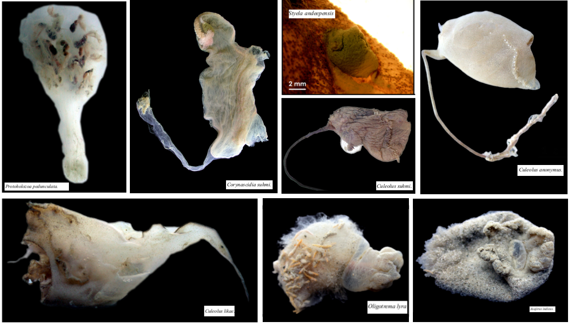 Nueva especie identificada en el fondo del mar de Weddell en la Antártida