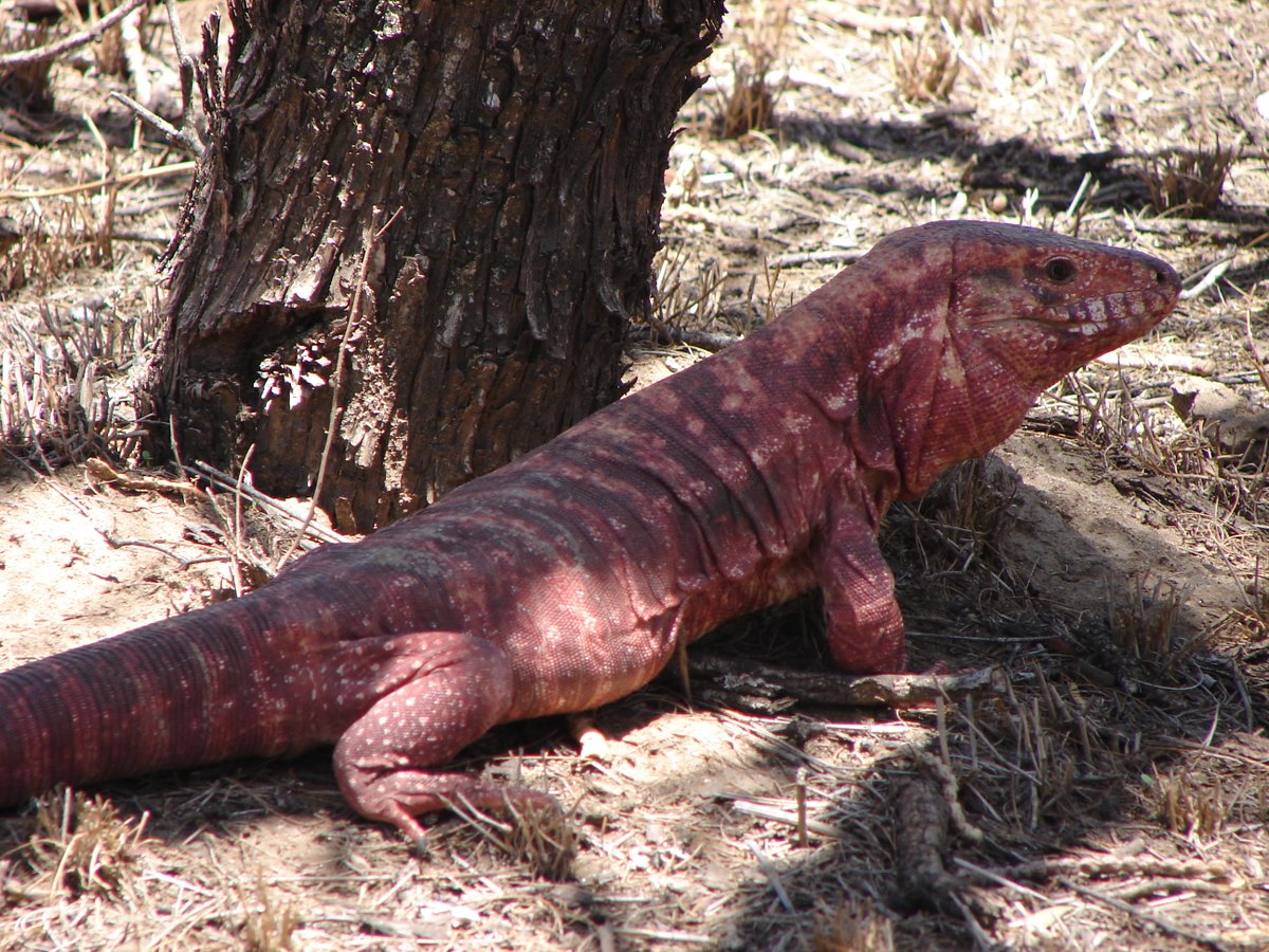 Proyecto de Ciencia Ciudadana “Conservación del lagarto Colorado (Salvator rufescens)”