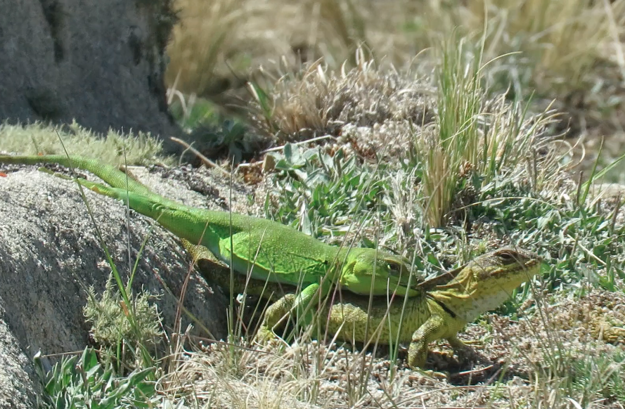 Fuerza de mordida del lagarto de Achala