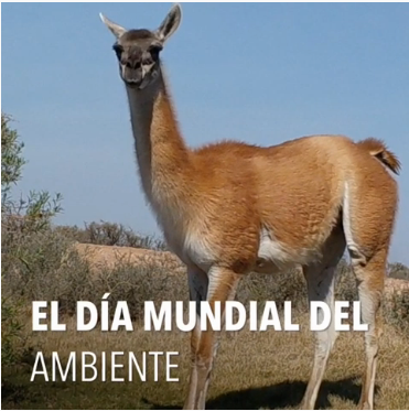5 de junio – Día Mundial del Ambiente