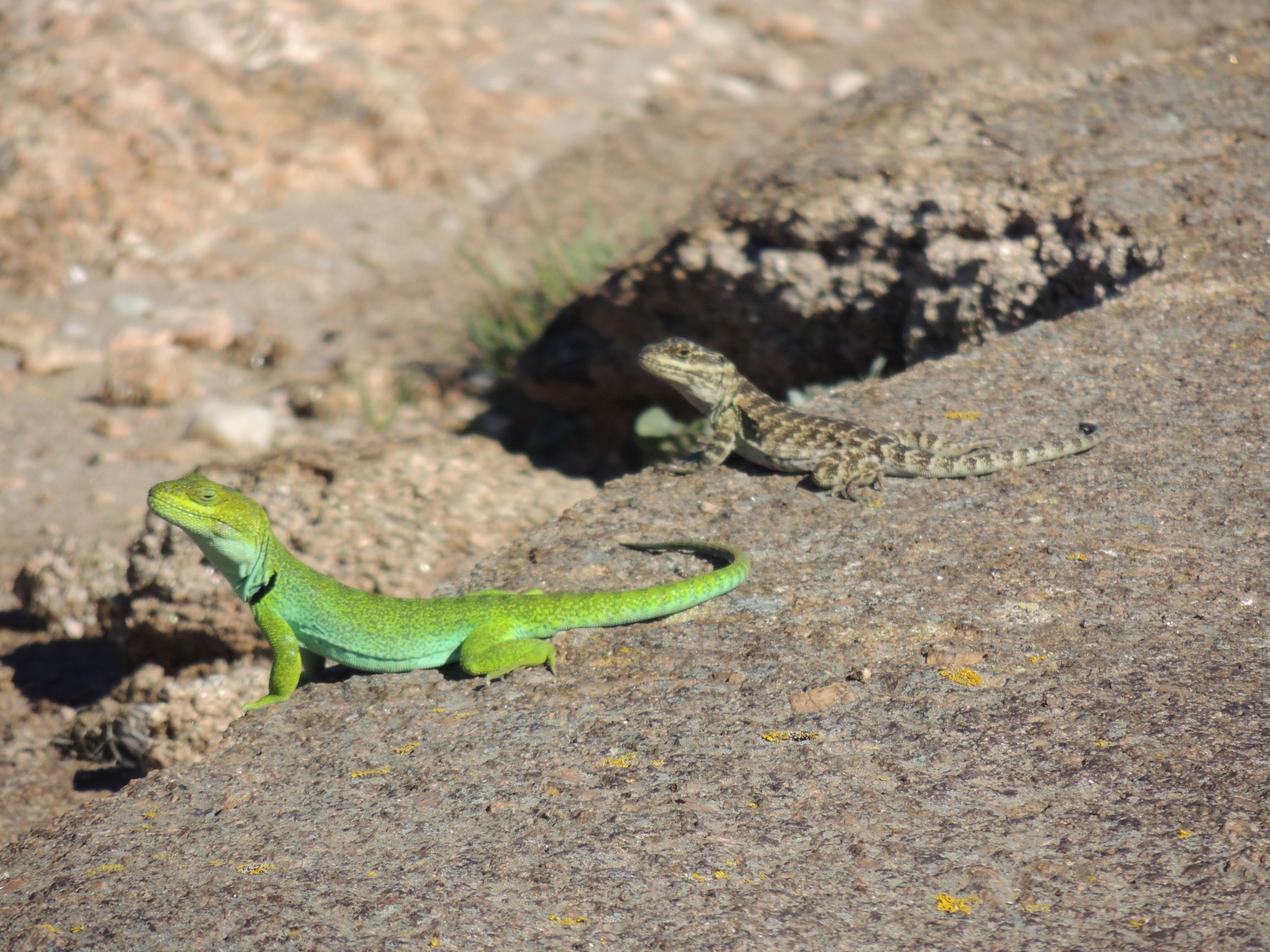 Dimorfismo sexual y variabilidad de la coloración del lagarto de Achala