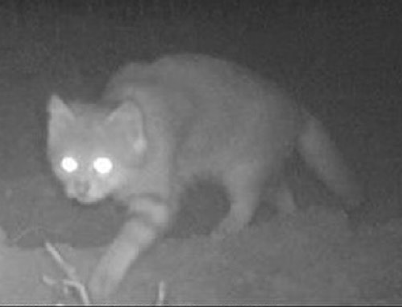 Distribución y conservación del gato del pajonal en el Gran Chaco