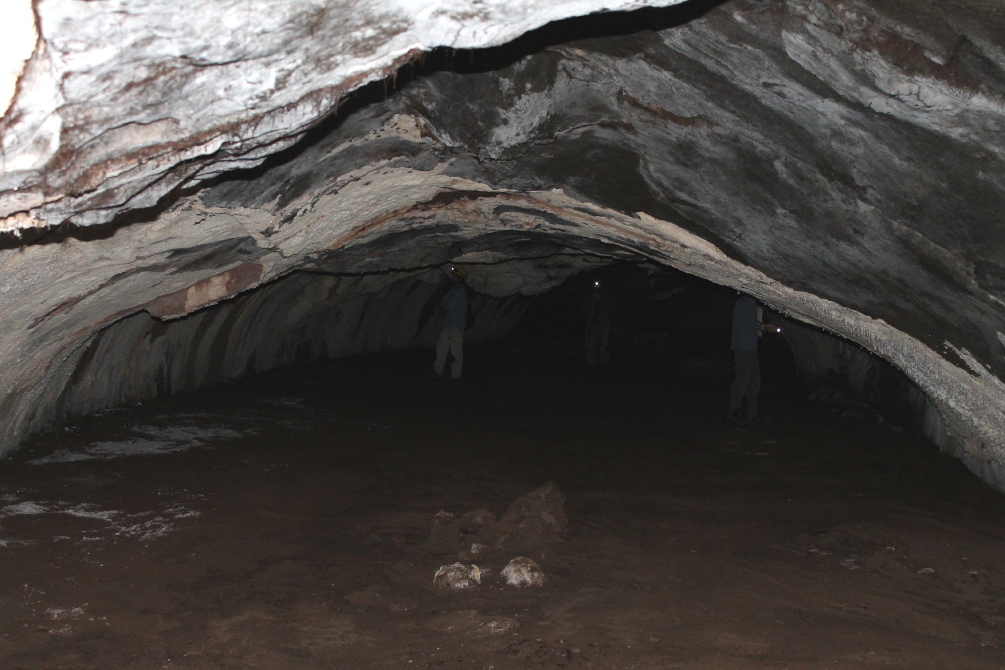 Se descubre el primer opilión troglomórfico (Arachnida, Opiliones) en una caverna volcánica del oeste argentino