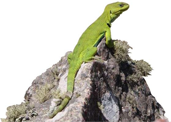 Reptiles comunes de las Sierras de Córdoba: Lagartos y anfisbenas