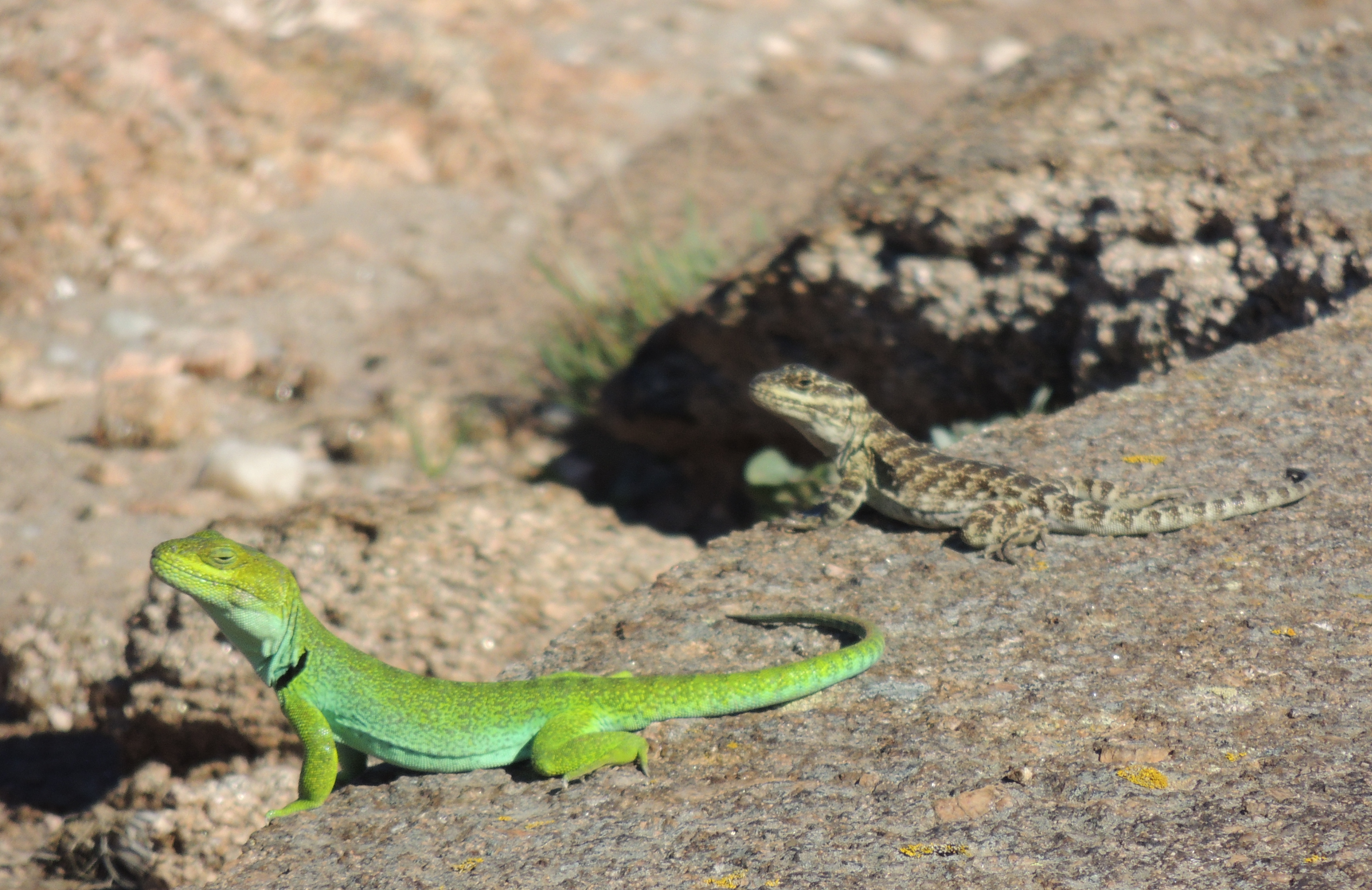 Registran un caso de canibalismo en un emblema de las sierras cordobesas: el lagarto de Achala