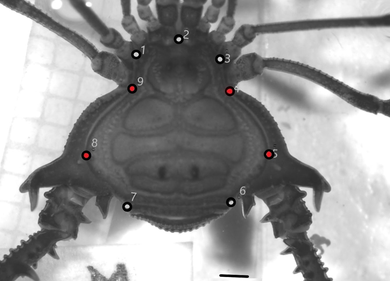 Dimorfismo sexual en el complejo <i>Discocyrtus prospicuus</i> una aproximación desde la morfometría geométrica