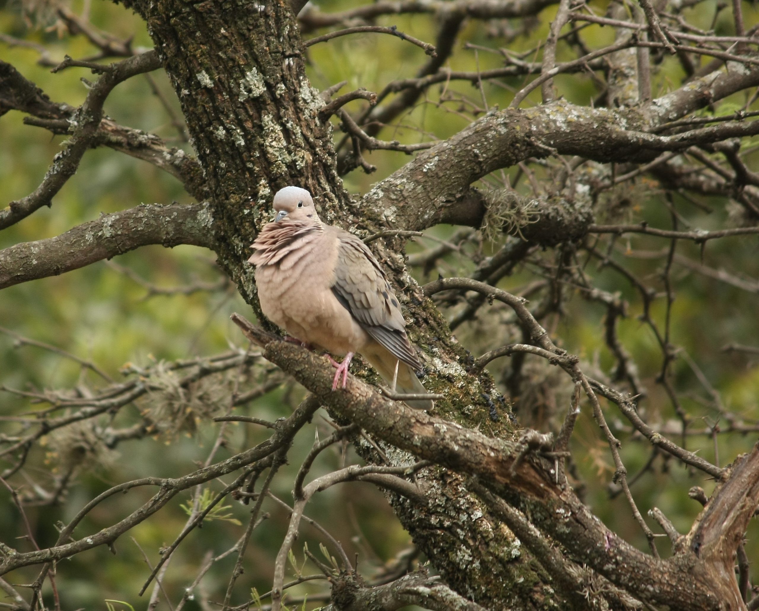 Recambio de plumas y variación estacional de la coloración en la torcaza común