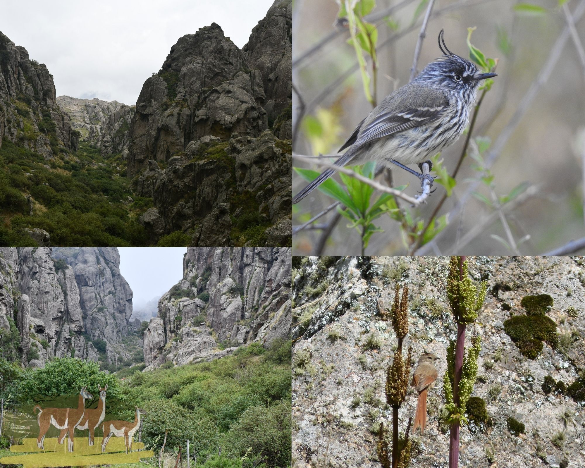 Respuestas de la avifauna luego de dos décadas de restauración de un bosque de Tabaquillos (Polylepis australis) en el centro de Argentina