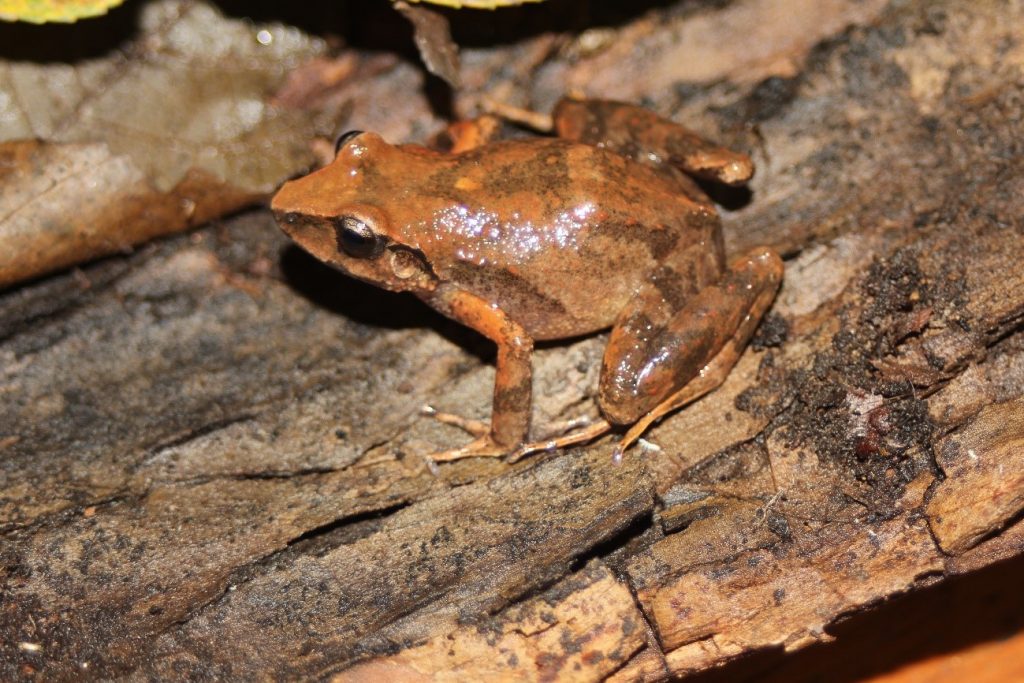 Oreobates berdemenos se distribuye en un área restringida a varias localidades del piedemonte oriental (Yungas) de los Andes en Jujuy y Salta. (Foto gentileza del Dr. Diego Baldo).