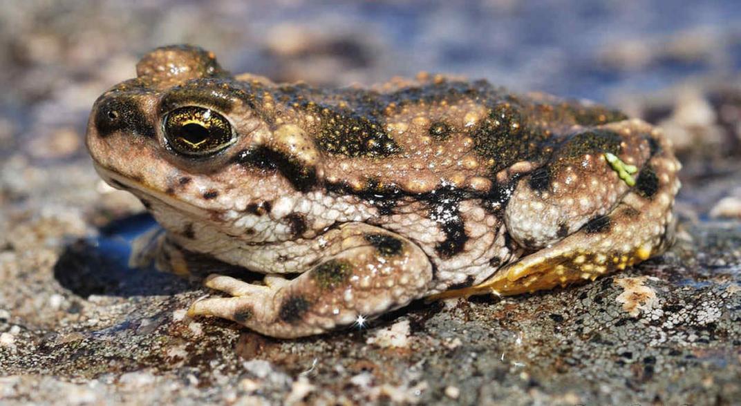 El efecto del cambio climático sobre anfibios de las Sierras Pampeanas Centrales