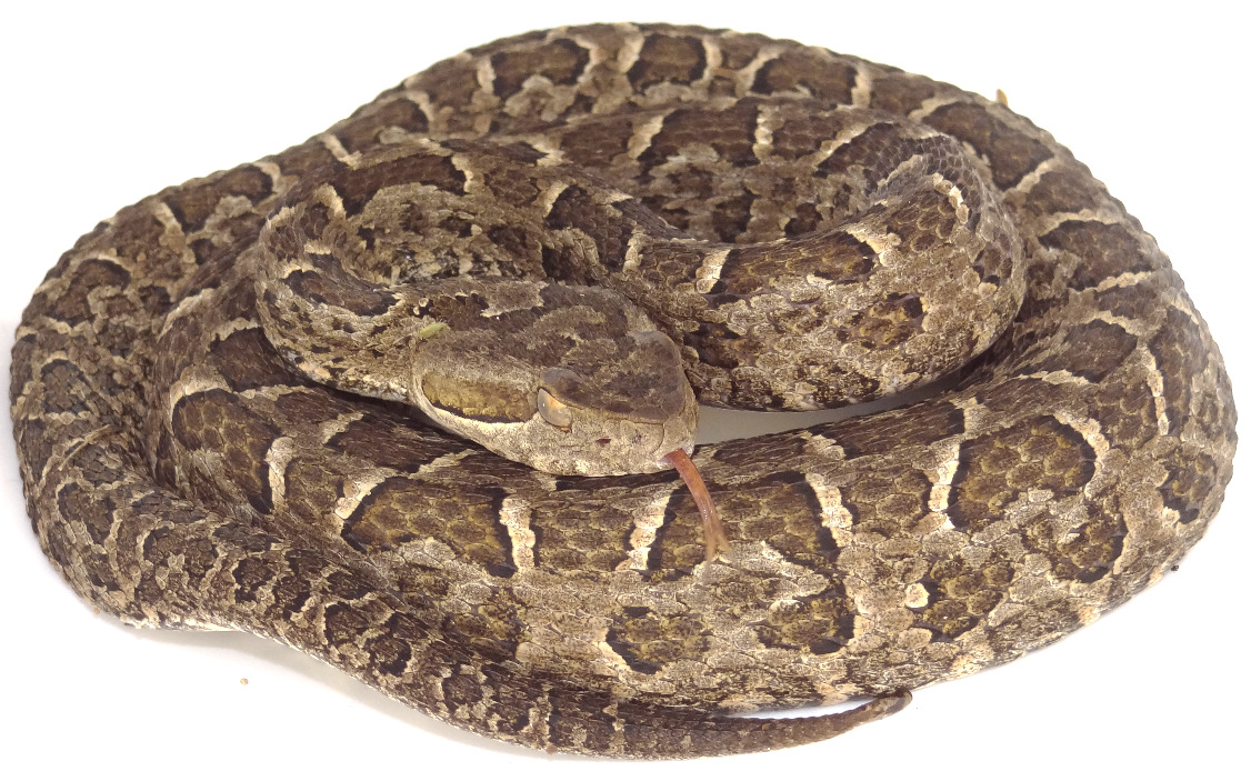 Reptiles comunes de las Sierras de Córdoba: Serpientes