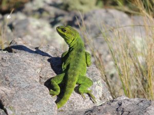 El lagarto de Achala tiene la capacidad de cambiar el color de su cuerpo según un nuevo estudio de nuestro instituto. Esta especie puede variar su color desde un verde brillante a negro.