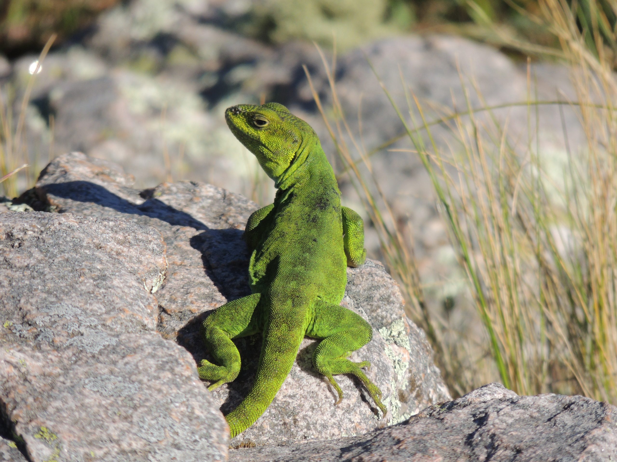 El lagarto de Achala: cambia de colores según la ocasión