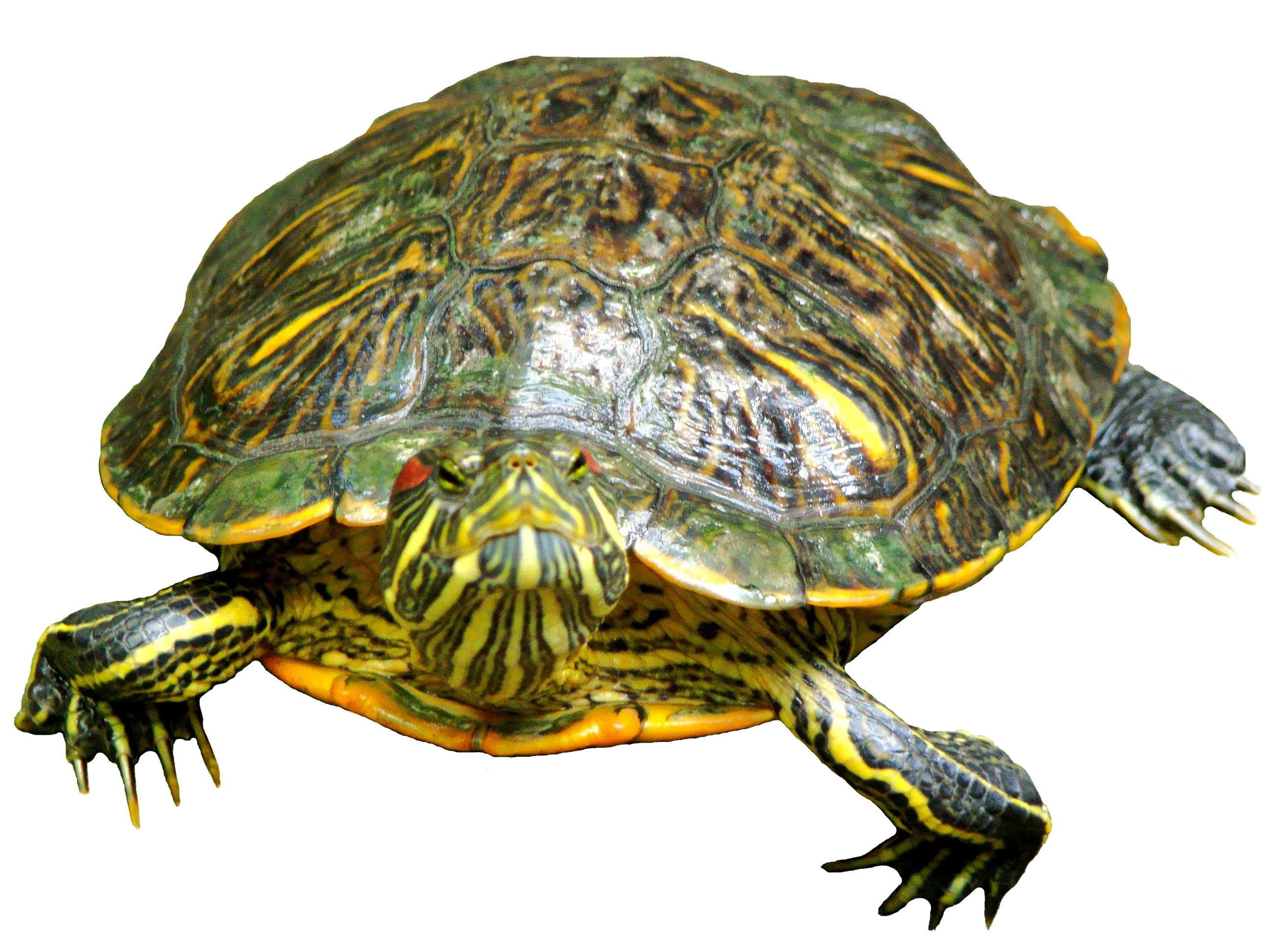 La importación de tortugas exóticas que pueden representar una amenaza a las tortugas nativas